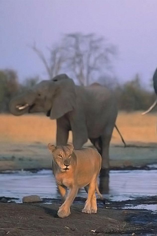 Lions and Giants
