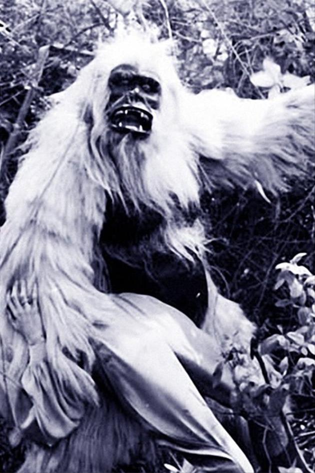 The White Gorilla
