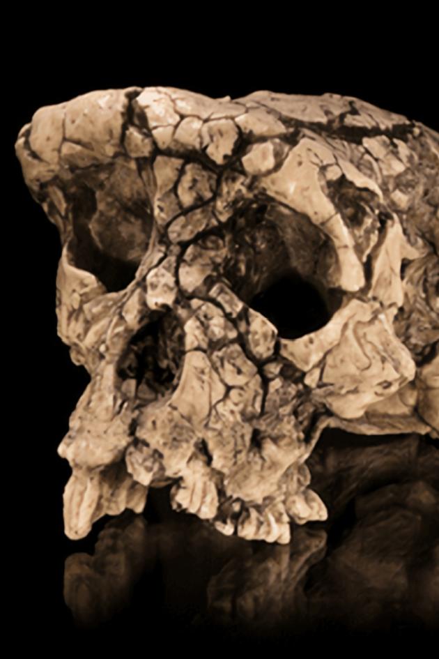 Toumai, the Oldest Human Ancestor