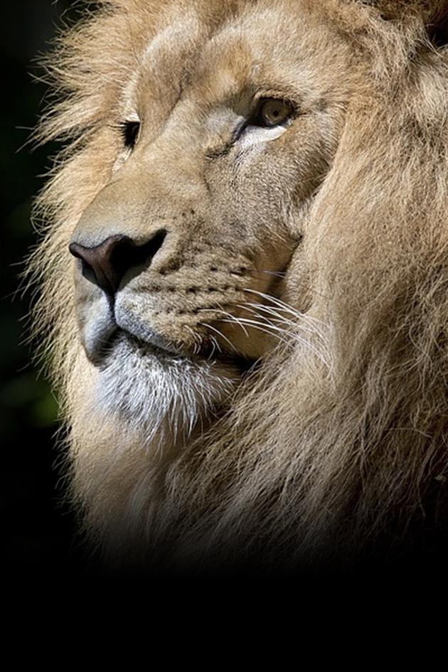 Wildest Africa