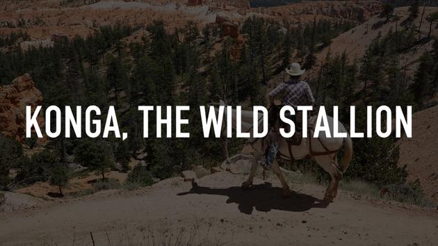 Konga, the Wild Stallion
