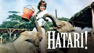  watch Hatari!