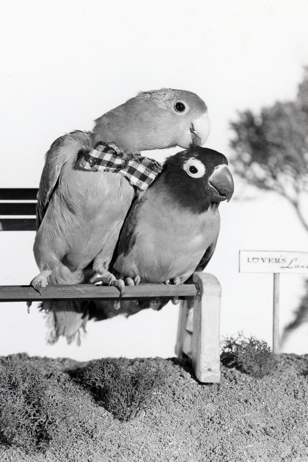 Bill and Coo