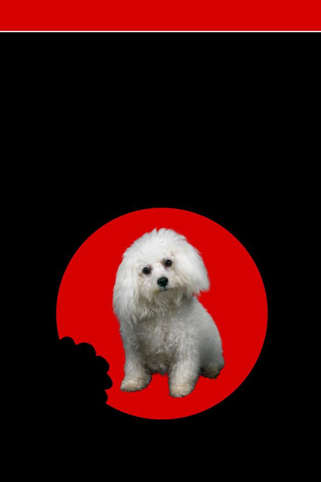 Barking Dogs Never Bite