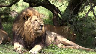 Africa 2