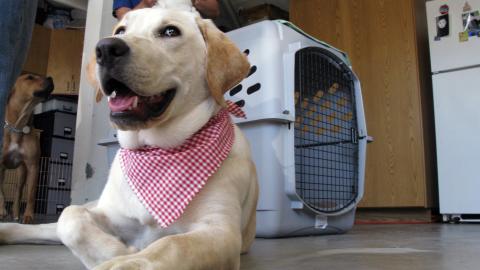 How to Raise the Perfect Dog