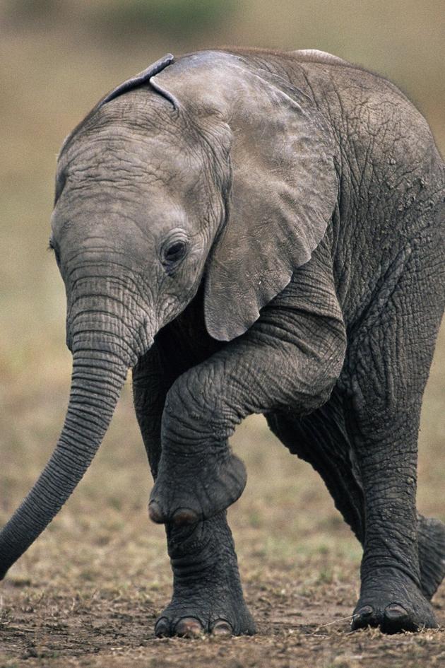 Planet Earth: Life
