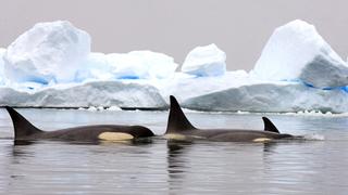 Mammals