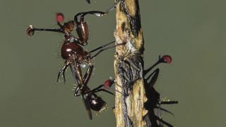 Insects