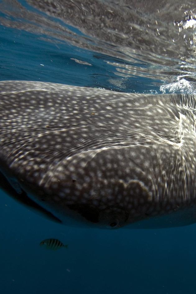 Whale Shark