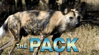 The Pack