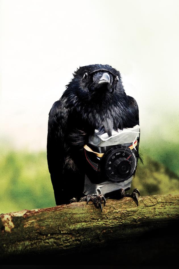 Four Lions