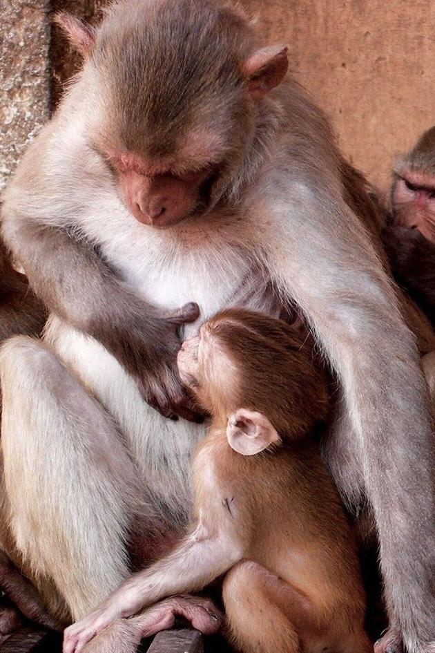 Monkey Thieves