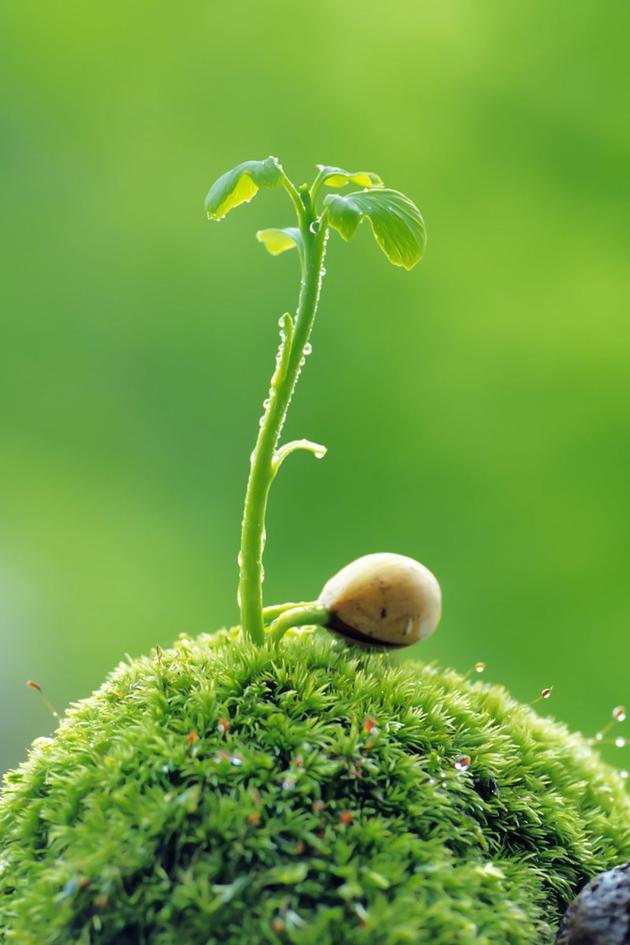In the Mind of Plants