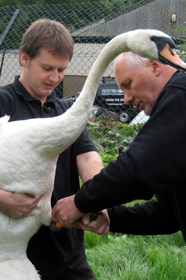 SSPCA: On the Wildside