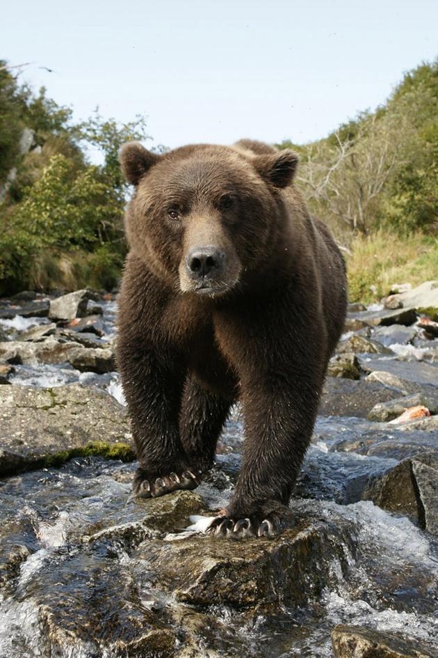 Alone among Grizzlies with Richard Terry