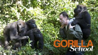 Gorilla School