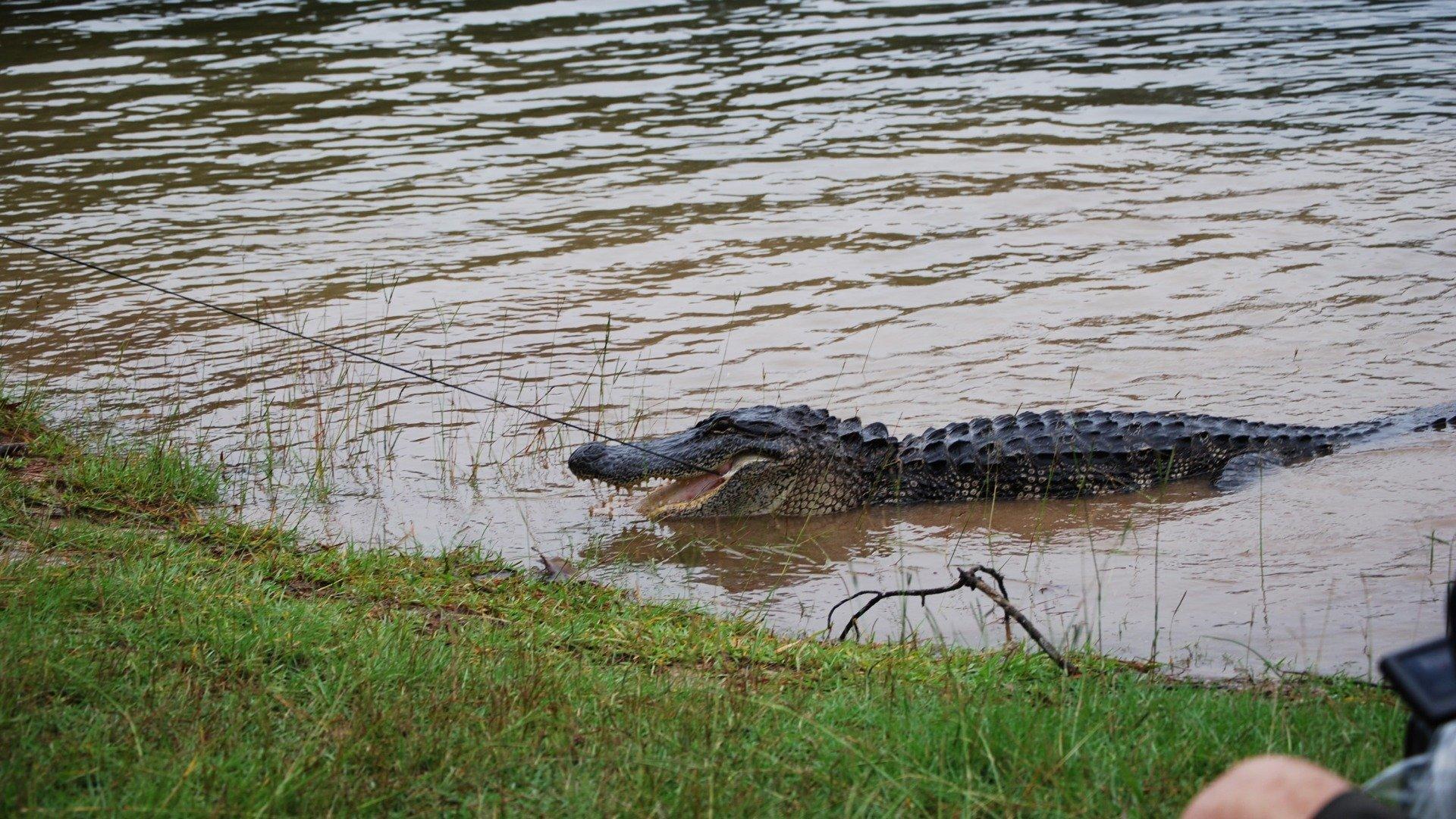 Billy the Exterminator 9 Foot Gator!
