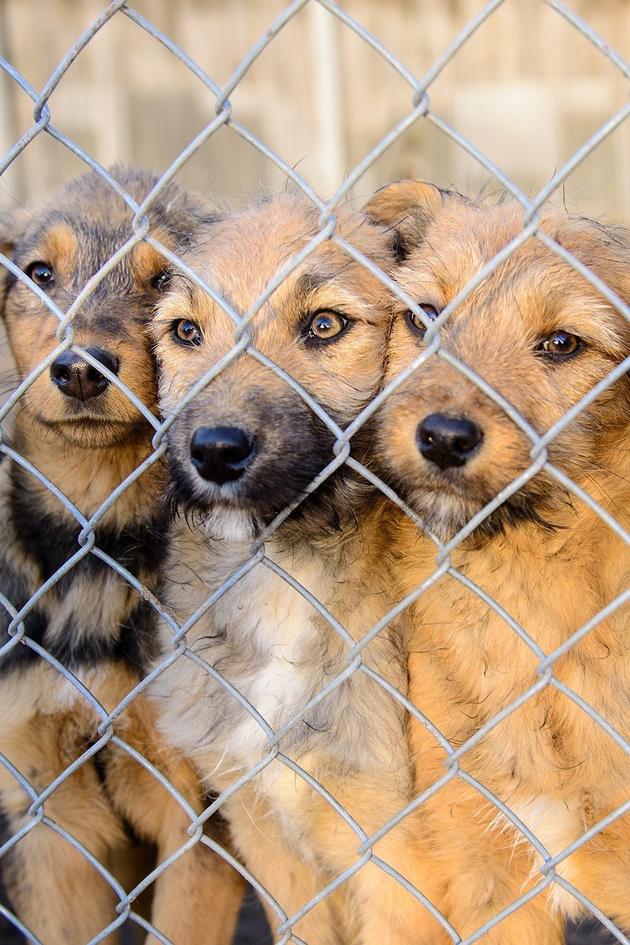 Confessions: Animal Hoarding