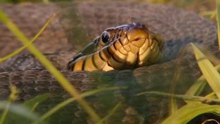 Swamped