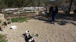 Irish Wolfhound; American Pit Bull Terrier; Gordon Setter; Silky Terrier