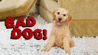 Bad Dog!