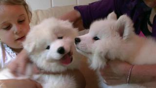 Komondor, Irish Water Spaniel, Samoyed, Shiba Inu, Greyhound, Rat Terrier