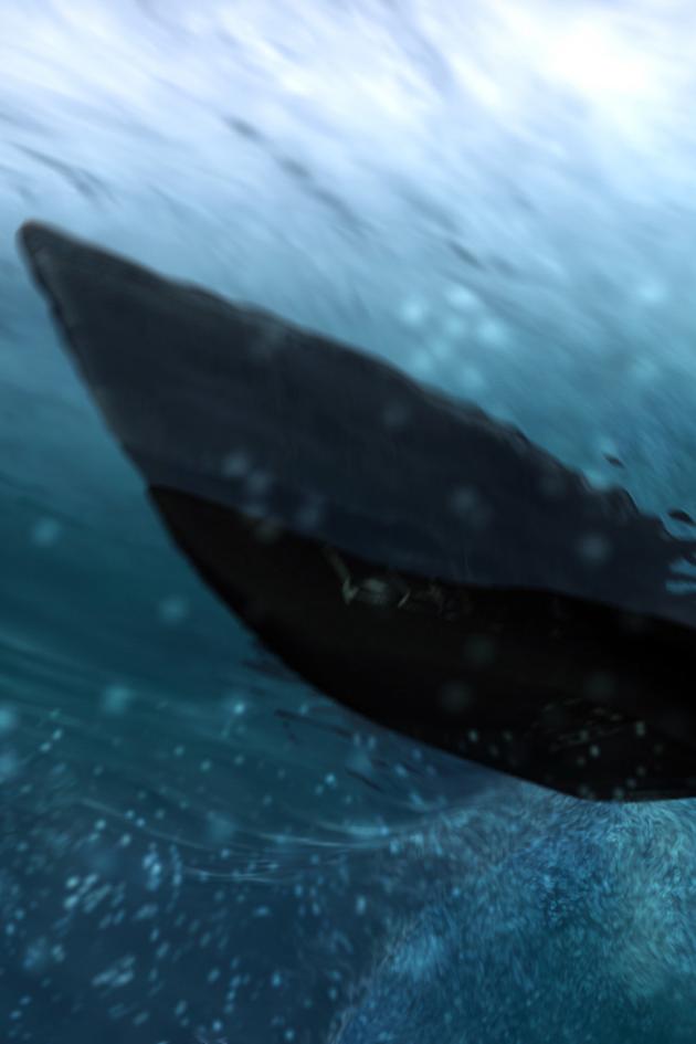 Underwater Universe