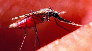 Fatal Infestations