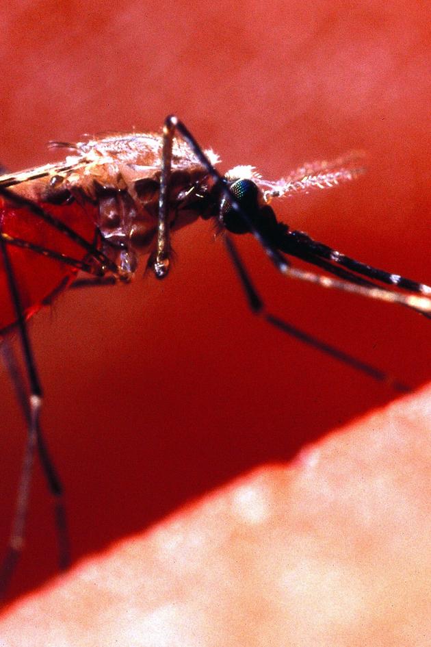 Killer Outbreaks