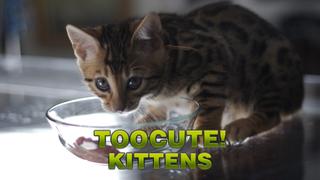 Too Cute! Kittens