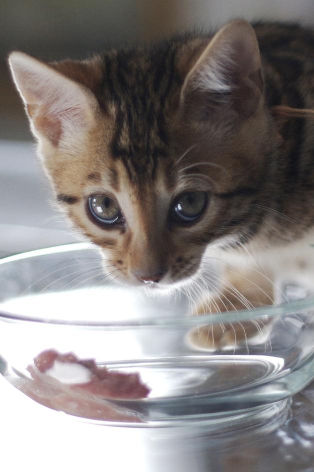 Too Cute! Kittens