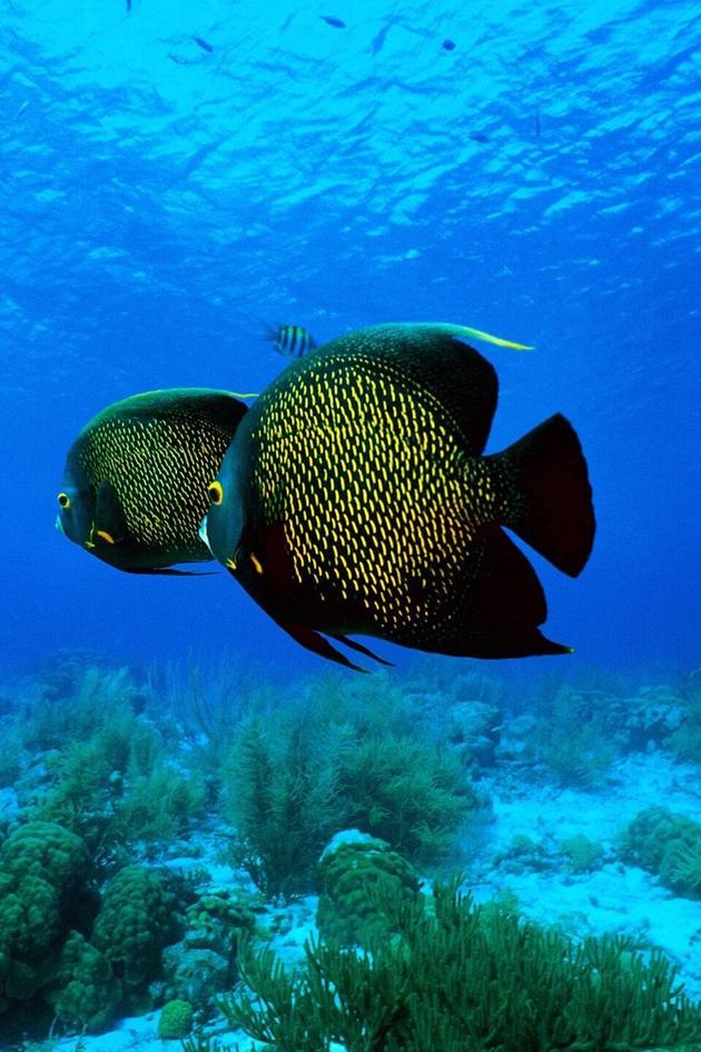 Mysteries of the Deep