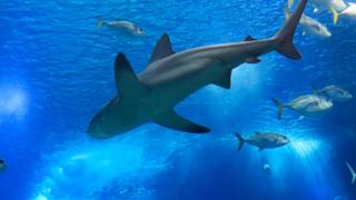 Madfin Shark Series
