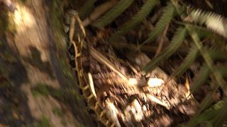 Lizards Gone Wild
