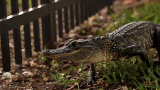 Gator vs. Python
