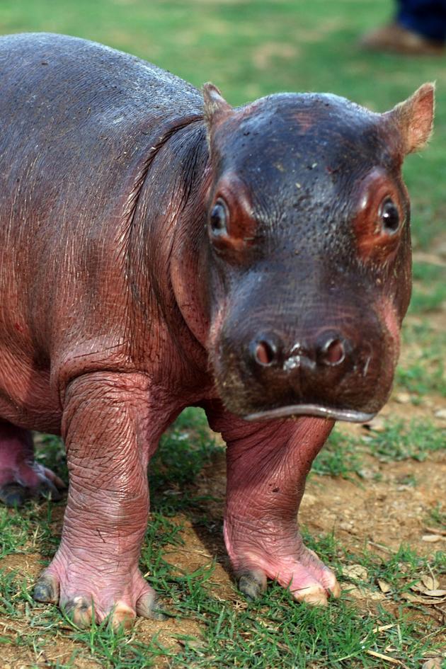 Drug Kingpin Hippos