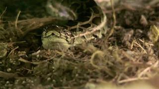 Snakes Attack Suburbia