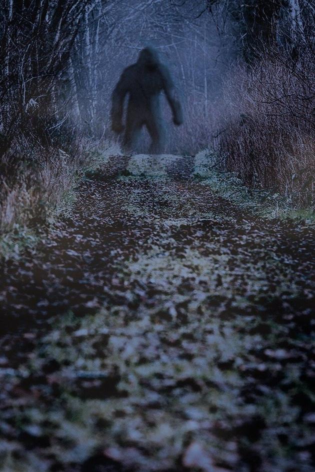 Finding Bigfoot