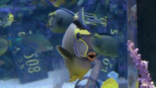 Swimming With the Sharks