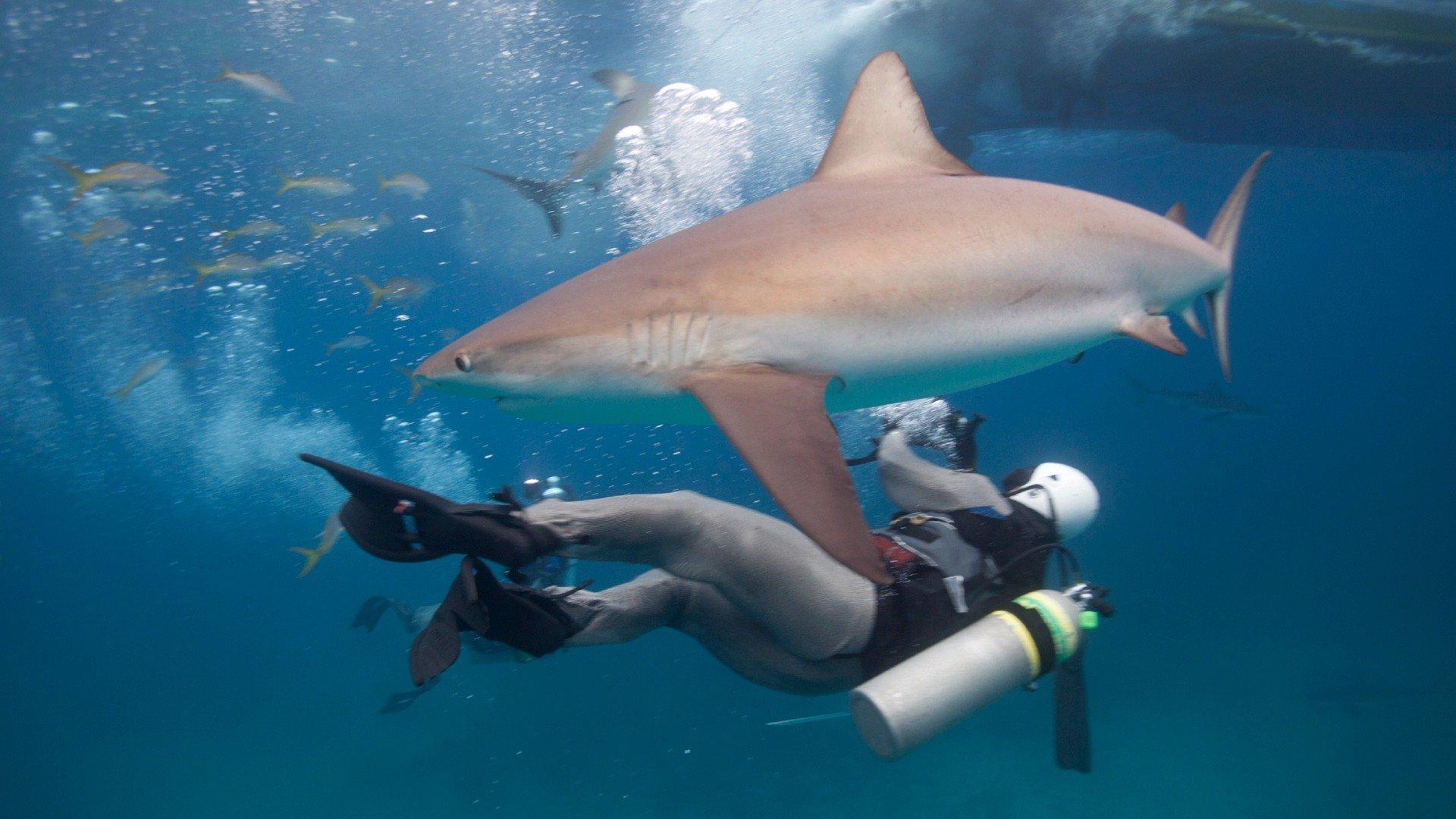 How Sharks Hunt on Philo