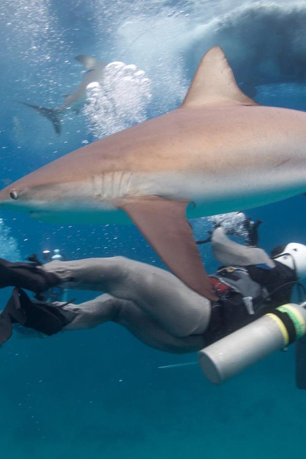 How Sharks Hunt