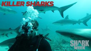 Killer Sharks