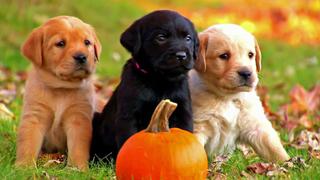 Too Cute! Puppies