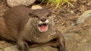 Tails, Teeth and Snouts