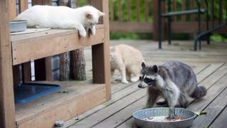 Who's the Boss?
