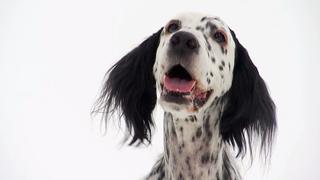 Miniature Bull Terrier, Dingo, English Setter, Borzoi, Wonder Dog, Keeshond