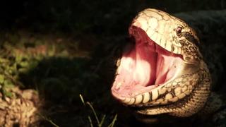 A Python Ate My Pet