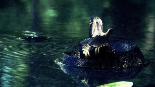 Hurricane: Gator Lockdown