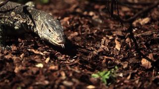 Flesh-Eating Lizards